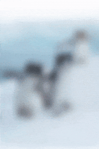 Cat GIF