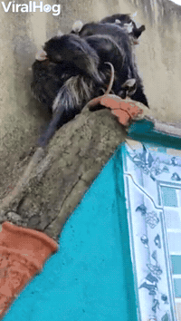 Possum with Family Goes For a Walk