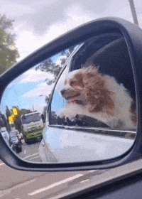 Berry GIF
