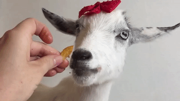 Goats Eating Chips in Slow Motion!