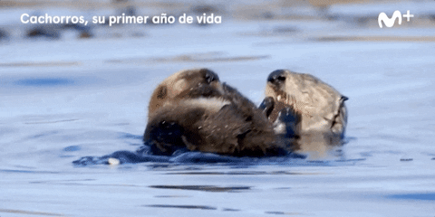 GIF by Movistar+