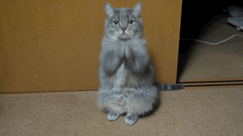 cat wtf GIF by Dillon Francis