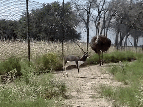 Get Lost Running GIF by DIIMSA Stock