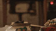 Cat Christmas GIF by BuzzFeed