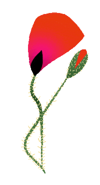 Poppy_Magda flower poppy fleur coquelicot Sticker