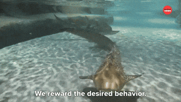 We Reward The Desired Behavior