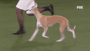 GIF by Westminster Kennel Club