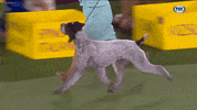 GIF by Westminster Kennel Club