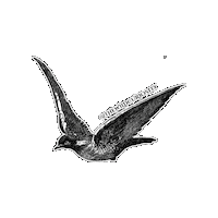 Bird Flying Sticker by The Wild Curiosity