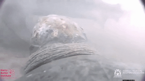 rosario3 giphygifmaker sea turttle GIF