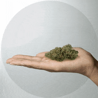 Weed Bud GIF by PharmaCann