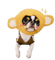 Chihuahua 犬 Sticker