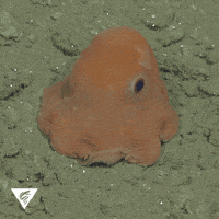 montereybayaquarium hello cheers ocean salute GIF