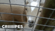 goat GIF by chuber channel