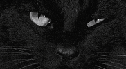 cat GIF
