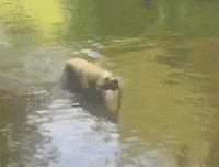 Dog Lol GIF by America's Funniest Home Videos