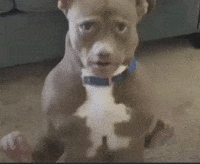 Dog What GIF