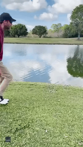 Tough Lie: Florida Golfer Snatches Ball Stuck on Alligator's Tail