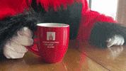 Chippy GIF by NCAlumni
