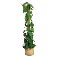 PLNTS_com plant plants interior plnts Sticker
