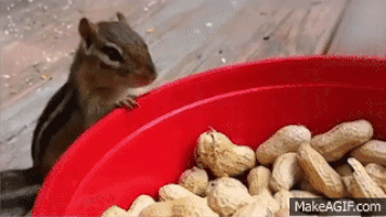 squirrel peanut GIF
