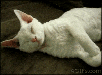 Video gif. Person pets the belly of a small sleeping white cat, who then wraps its arms around the person's wrist.