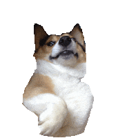 corgi STICKER by imoji