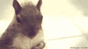 squirrel GIF