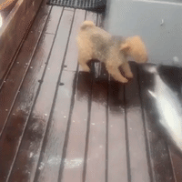 Sea Dog Vs. Tuna: 'Fisherman's Best Friend' Freaked Out by Catch of the Day