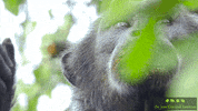 JaneGoodallInst animals nature wildlife chimp GIF