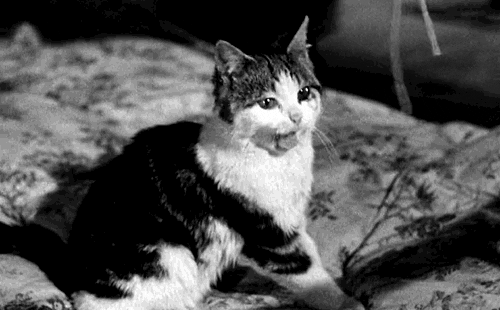 the third man cat GIF
