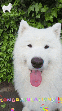 Flowers Congrats GIF