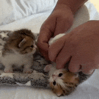 Kitten Roll GIF