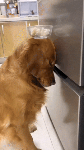 cuteanimalland giphyupload GIF