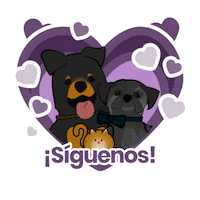 Cat Love Sticker by petikur