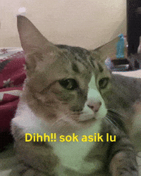 Cat GIF