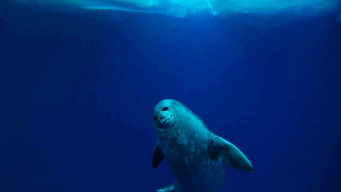 swim seal GIF
