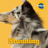 Dog Food GIF by PEDIGREE US
