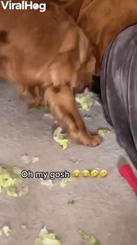 Golden Retriever Dog GIF by ViralHog