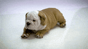 Butler Bulldogs Dog GIF by Butler University