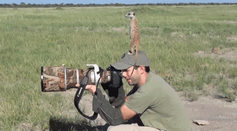 look post GIF