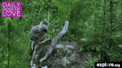 exploreorg love nature animal organic GIF