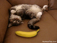 Scared Cat GIF