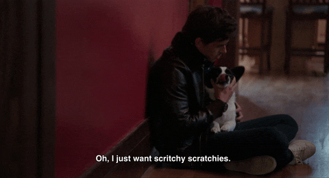 cxssy giphyupload corgi queer eye antoni GIF