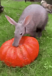 Sniffing Ant Eater GIF