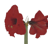 Iadoreyou Adore Sticker by Marie Noreger