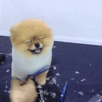 Trim Rapper R Gifs Trim Rapper GIFs - Find & Share on GIPHY