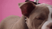 Mitch Ima Dog GIF by Interscope Records