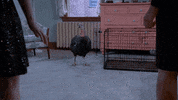nbc brooklyn 99 GIF by Brooklyn Nine-Nine