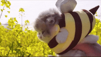 Bumble Bee Cat GIF by Respective